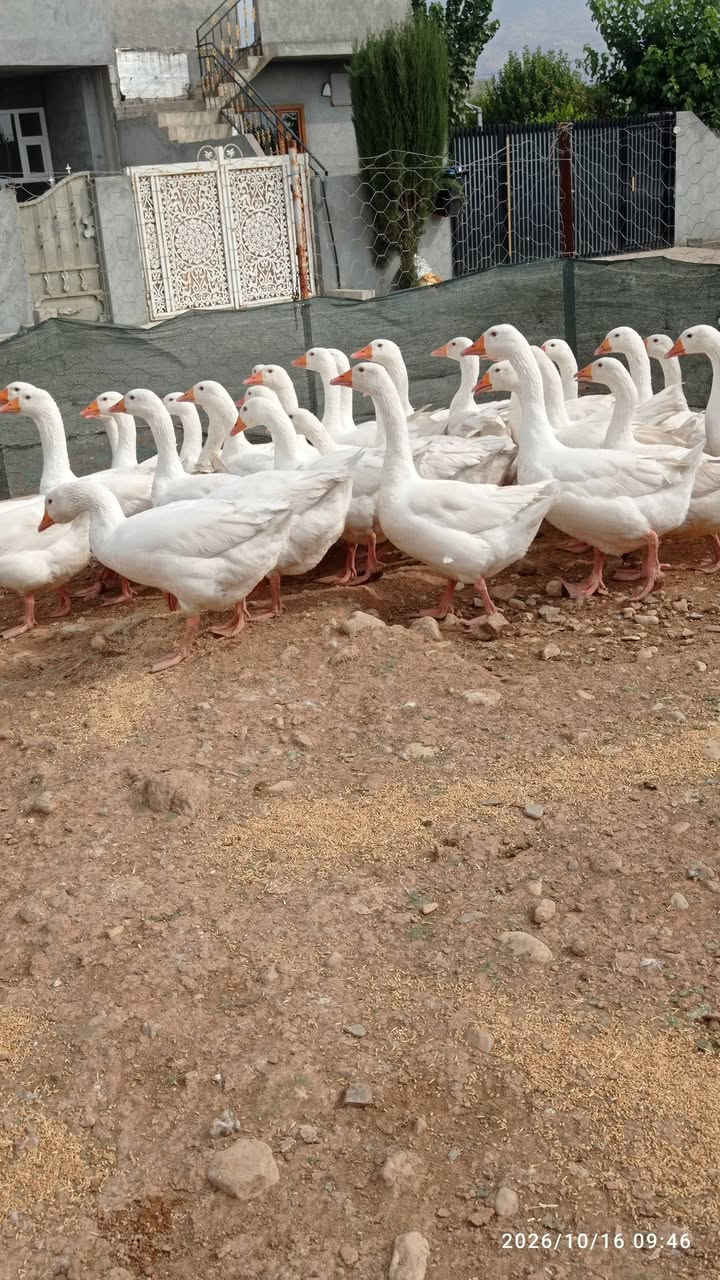 كمامات غاز • أصلية • سيد صادق