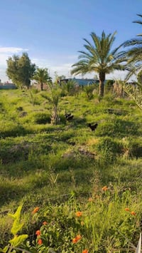 دونم • طابو سند ٢٥ • خلف جامعة الإمام الكاظم
