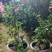 جهنمية • متسلق • سندانه بلاستك