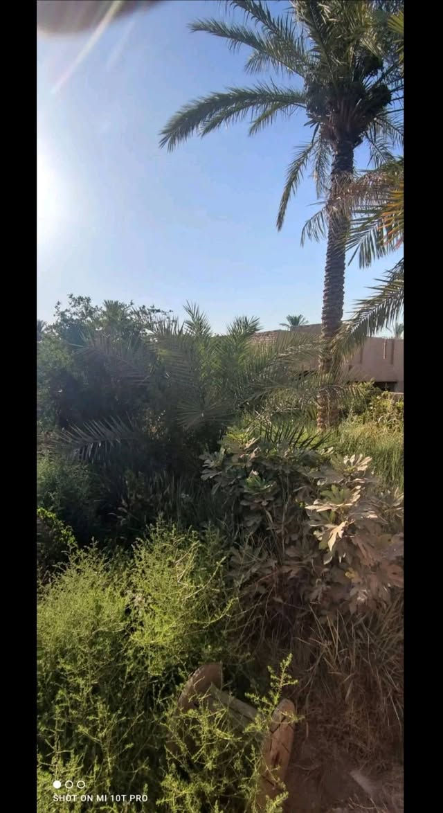 قطعة زراعي • عنانة فرع الملا • ٣٩٦م