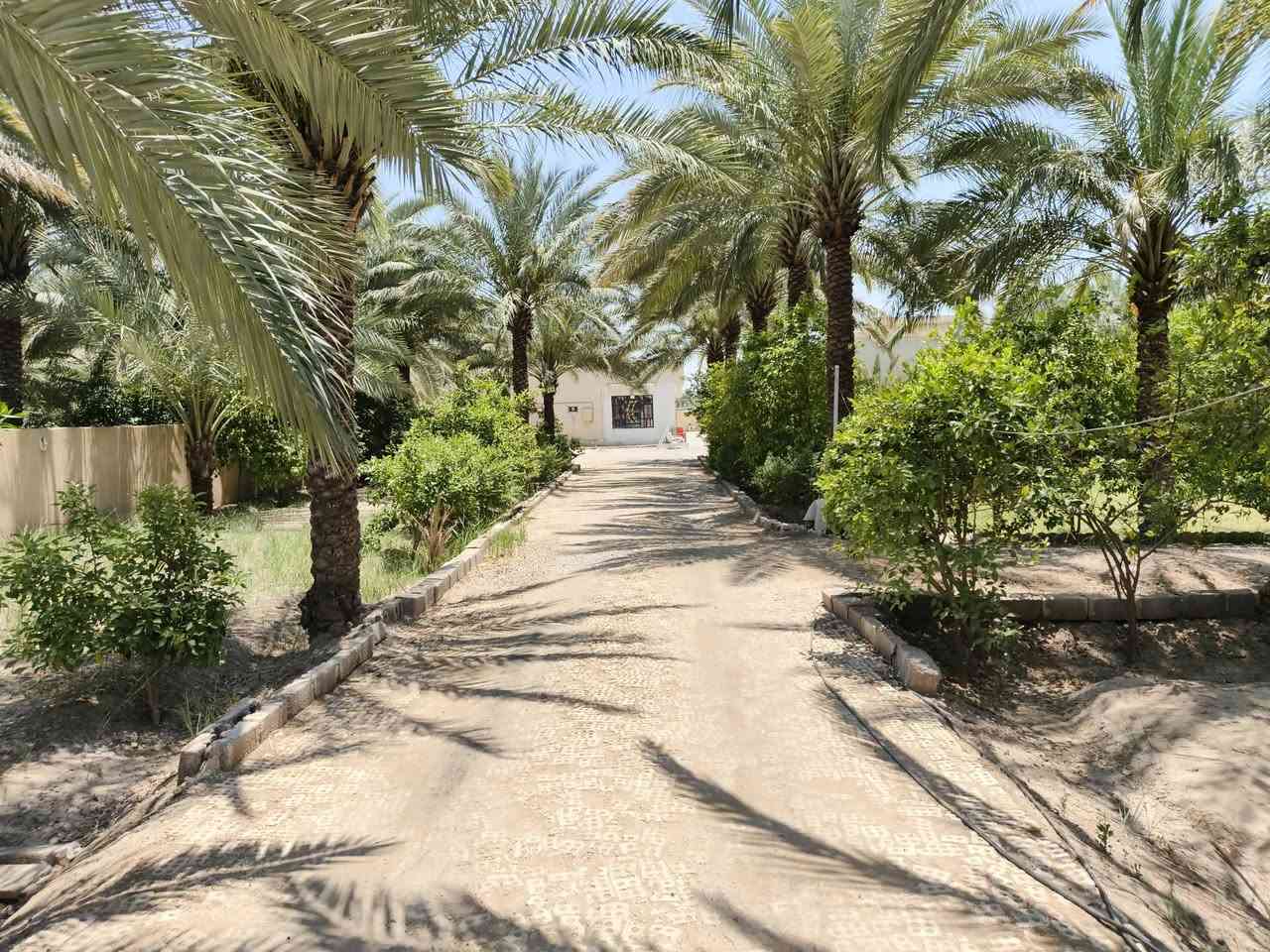 اللهم صل على محمد وآل محمد  
السلام عليكم
للبيع 1 دونم مساحة 2500 طابو زراعي سند 25 مكون من 5 بيوت 🏠  كل بيت مساحة البناء 150م مجهز من كلشي بناء طابوق مع حديقة 🏡 واسعة ونخيل 🌴وكراج سيارات 🚗
عنوان واسط الصويرة الشاملة قرب محطة شرق البصرة يقع الدونم على شارع العام للاستفسار على الأرقام /***********
‏‪***********‬‏
