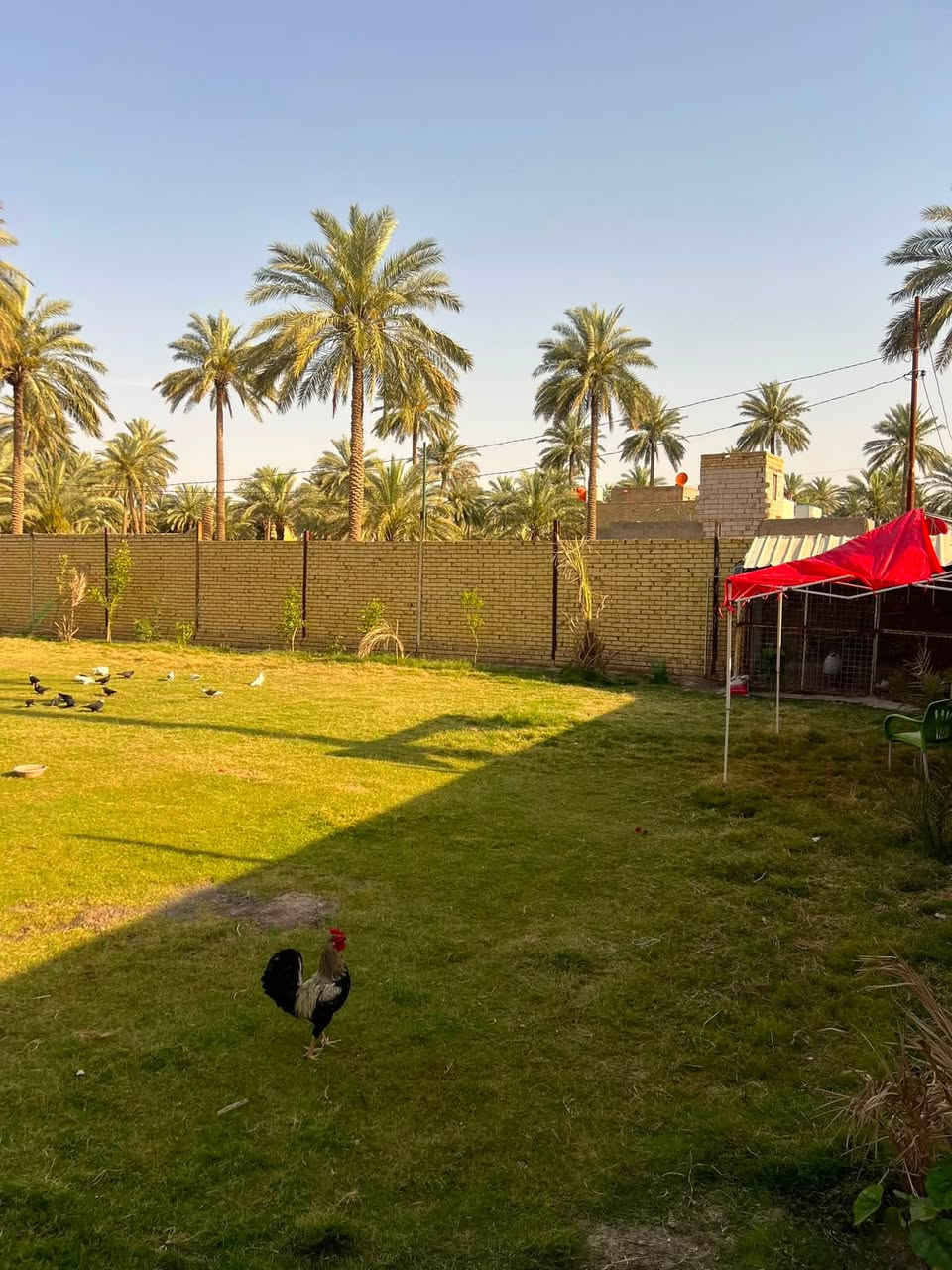 بيت مساحة 1000 متر، طابو صرف زراعي بستان سند 25 بناء حديث جدا تحويل، ثاني يوم. الواجهة 20 متر، والنزال 50 متر. مساحة البناء 220 متر. والباقي حديقه 

تفاصيل البيت:
* 3 غرف نوم بنظام سويت.
* صالة بطول 12 متر.
* مطبخ مفتوح على الصالة.
* نظام حار وبارد.
* مجمع صحيات داخلي متكامل.
* صحيات خارجية.
* مناور خارجية.
* دوارة.

الطابق الثاني:
* غرفة بمساحة 7.5 × 5 متر.
توجد قطعة أرض بجانب البيت يمكن بناء بيت ثانٍ عليها.
الشارع بعرض 12 متر.
مولد ذهبي وطني أمام البيت.

العنوان: المدحتية محيريجة، تبليط الشط الجديد، الشارع الذي يربط بين الشط وعلي قمارة.شارع حي الصحه يبعد عن تبليط الشط 250 م 

موبايل: ***********
