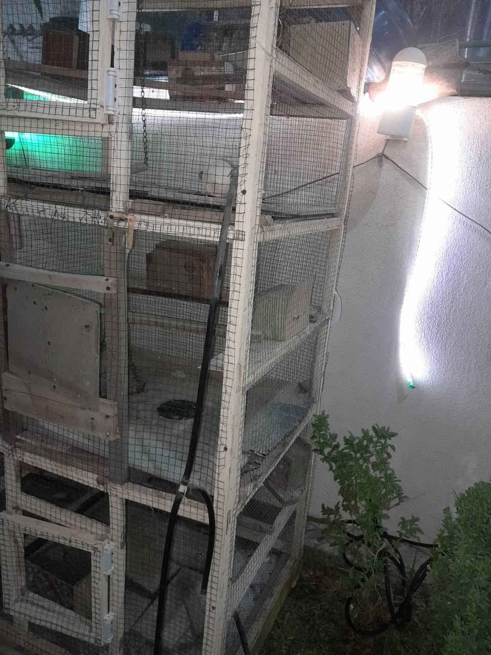 السلام عليكم 
قفص طيور للبيع 
بي 3 خانات و بيوت بكل الخانات
السعر 35،000 الف وبي مجال 
الارتفاع مترين والعرض ٦٥ والنزال ٨٠
للتواصل  ***********
