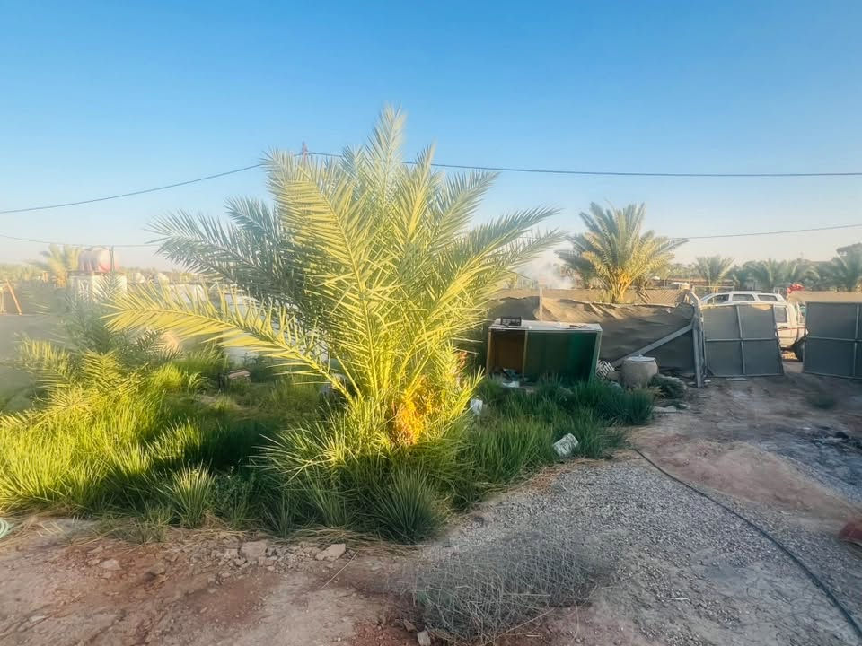 نبدء القول باحسنه بسم الله الرحمىن الرحيم 
ارض زراعيه نصف دونم للبيع الطول 68 والغرض18 
كتوفر كافه الخدمات كهرباء ماء شارع عريض 
الموقع طريق الدغاره نزلت بني الله شعيب تبعد عن شارع العام سايدين الدغاره 700 متر  وعن طريق نبي الله شعيب 70 متر نزله جداً بسيطه ويوجد بها غرفه كرفان. وتانكي سعه 5000 الف لتر ماء ونخيل عدد 10 ونبكه تفاحيه واشجار حمضيه بعمر ما يقارب 4-5 سنه ويوجد بجوارها مزارع وقاعات حفلات 2 
الاستفسار الاتصال 

‭***********‬ 
***********
