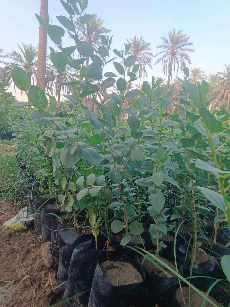 على بركة الله يتوفر
- #خطم_الساحل ارتفاعات اكثر من متر ونص بـ 750 دينار
- #البيزيا_لبخ سندان 19 ارتفاع 120 ب1250 + جيس ارتفاع متر 750
- #سد_حشري ارتفاع اقل المتر 750
حله قرب معمل غاز منطقة المچرية 
***********
