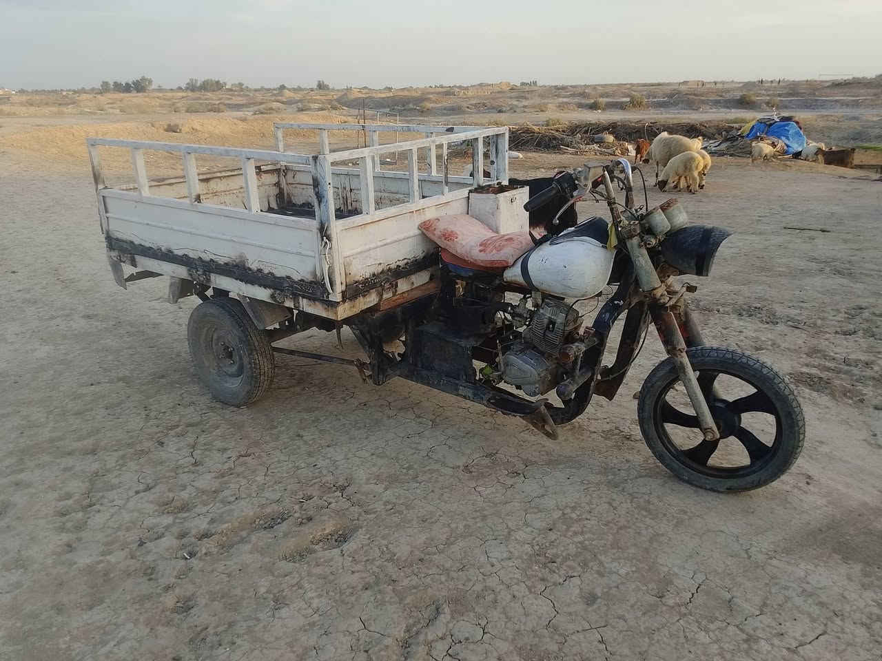 لسلام عليكم ستوتة متيار لبيع وراق صولي ركبة مكفولة بيها لحيم قليل بصاصي موديل209
***********
