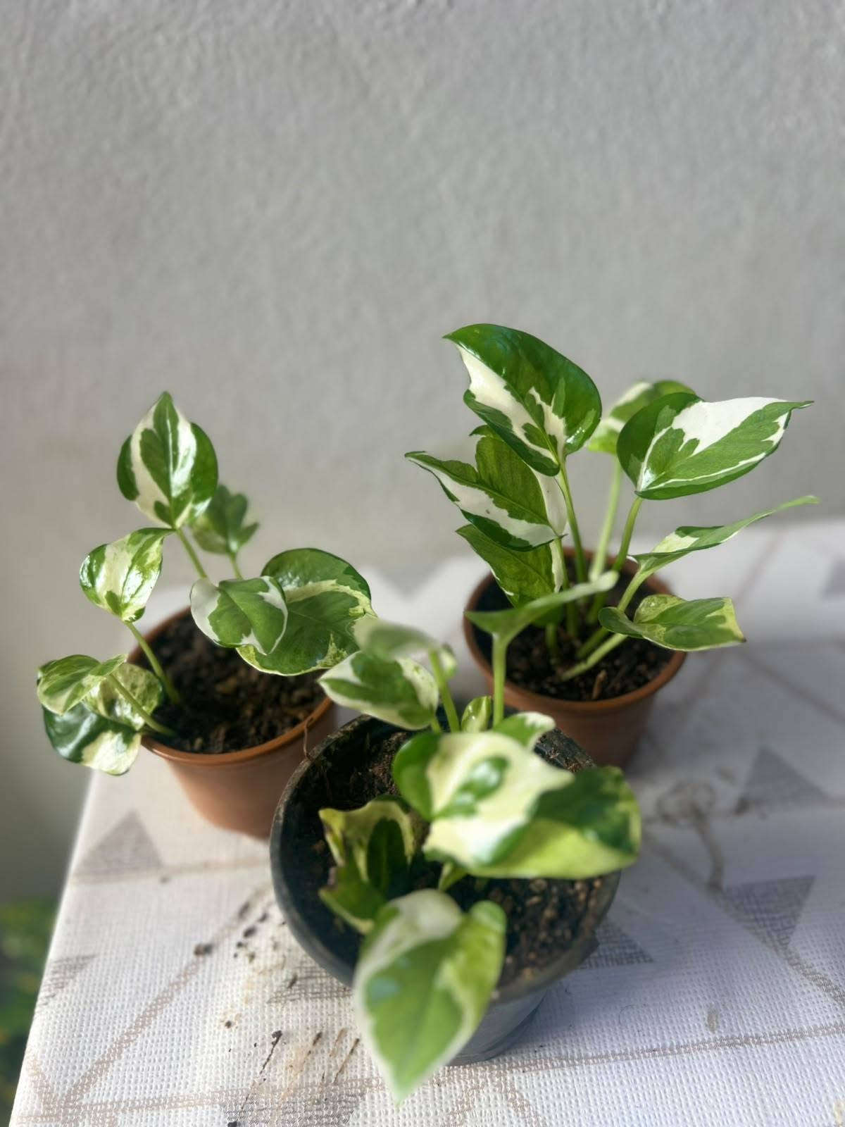 🌱 ضيف الطبيعة والمظهر الأنيق لبيتك! 🌱

​وصل حديثاً: نباتات جديده  أصل هولندي 🇳🇱

كثافة عالية، خضار يفتح النفس، ونشاط وصحة تامة للنبات! 💚
​✨ النباتات 🌿🌿🌿
​يضيف لمسة ديكور راقية وفاخرة للمنازل والمكاتب.

​سهل العناية ويضيف طاقة إيجابية على المكان.

​📍 الموقع: الموصل - البلديات (قرب صيدلية ركن العناية)

🛵 خدمة التوصيل: متوفرة لجميع مناطق الموصل.

​📥 للطلب أو الاستفسار: يرجى مراسلتنا عبر رسائل الصفحة، أو التواصل مباشرة عبر الواتساب:
📱 [***********]

tiktok.com/@313_k27.   👈  رابط تيك توك 

متابعه ومشاركه للصفحه ليصلكم كل ما هو جديد 

#فيلوديندرون #لبلاب_متدلي #نباتات_هولندية #نباتات_زينة #نباتات_داخلية #عشاق_النباتات #ديكور_طبيعي
