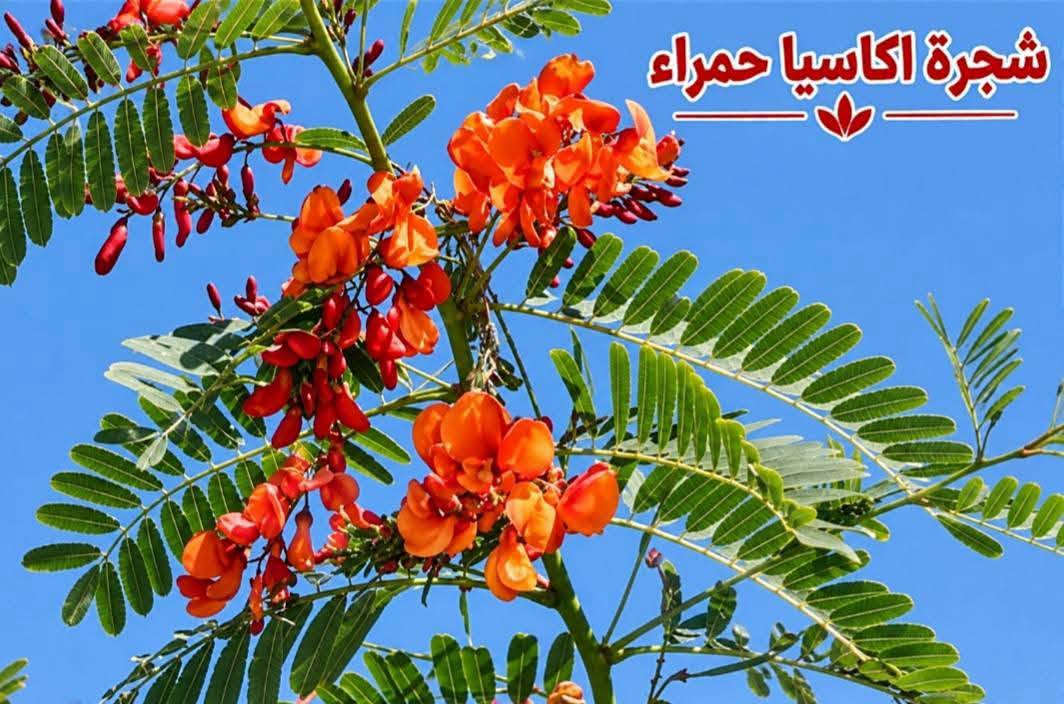 السلام عليكم متابعينا🤍.
🌿🌸 خلّوا الجمال يبدأ من حديقتكم 🌸🌿
إذا تحبون تضيفون لمسة مميزة لبيتكم أو حديقتكم، وفرنا لكم تشكيلة جميلة ومتنوعة من أشجار وشتلات الزينة 🌳🌱
أصناف مختلفة، ألوان جميلة، وأزهار تضيف للمكان حيوية وأناقة وتخليه أكثر جمالاً وتميزاً 💚
🌱 شتلات قوية وسليمة
🌸 تشكيلة متنوعة من أشجار الزينة
🌿 مناسبة للحدائق والبيوت والمساحات الخارجية
✨ اختيارات تناسب مختلف الأذواق
اختاروا النباتات اللي تحبوها، وخلّوا مساحتكم الخضراء أجمل يوم بعد يوم 💜
📍متوفر توصيل لجميع محافظات العراق🚗🚗
📍 للحجز والاستفسار مراسله الصفحه او مراسلتنا على واتساب من خلال الرقم: ***********

نص مكتوب في الصور:
- متسلق ياسمين هندي احمر
- شجرة انتكوميا برتقالي محمر
- شجرة بونسيانا حمراء
- شجرة اكاسيا حمراء
- متسلق ياسمين ازرق
- جاتروفا
- نبات المطاط
- وردة القهوة بنفستجي
- متسلق الشاي الازرق