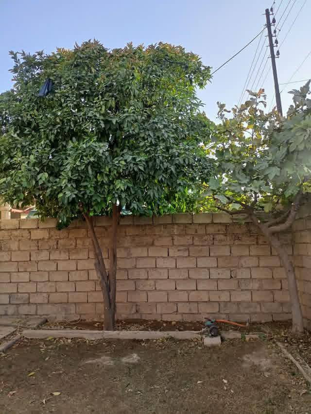 تقليم اشجار حسب طلب ورغبت الزبون💚🌴🌳
اتصل***********
