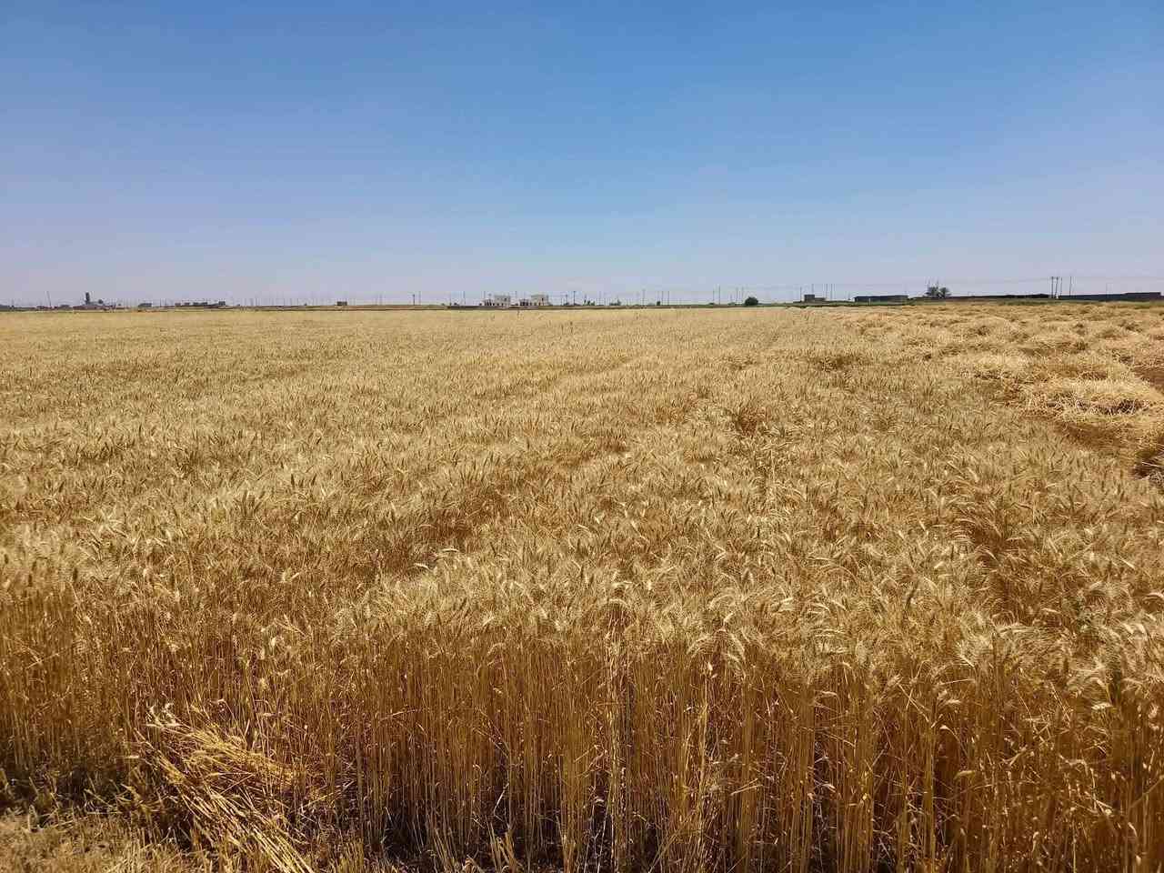 حنطه • مغلفات • سعر مناسب