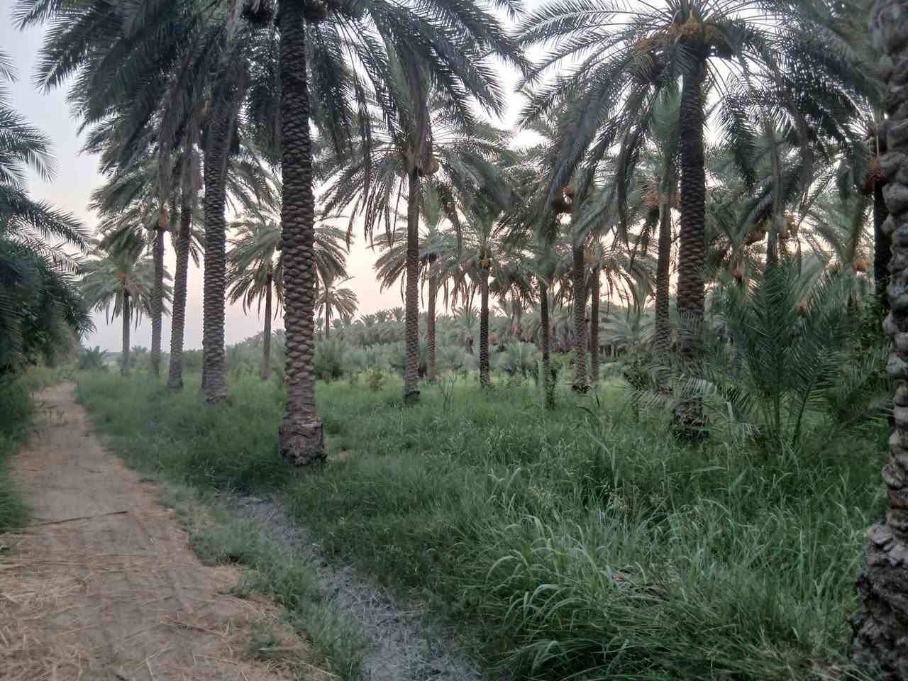 بستان #للب_ي_ع
المساحة 39 دونم 
جميع شروط السكن متوفرة كهرباء وماء اسالة وماء سقي (حصة مائية)
وتحتوي ع 3 بيوت بالاضافة الى شاطية 
العنوان واسط الصويرة - جبيل 

للاتصال والاستفسار ع الارقام ***********

***********
