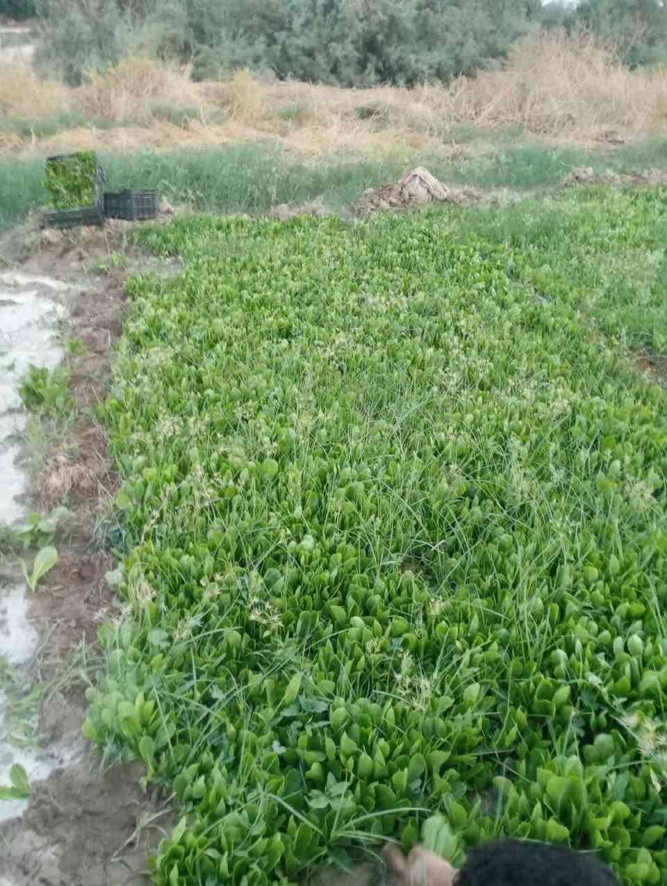 سلام عليكم دايات خس للبيع سويد شرط مداور ثاني يوم بسعر مناسب مكان الديوانيه***********
