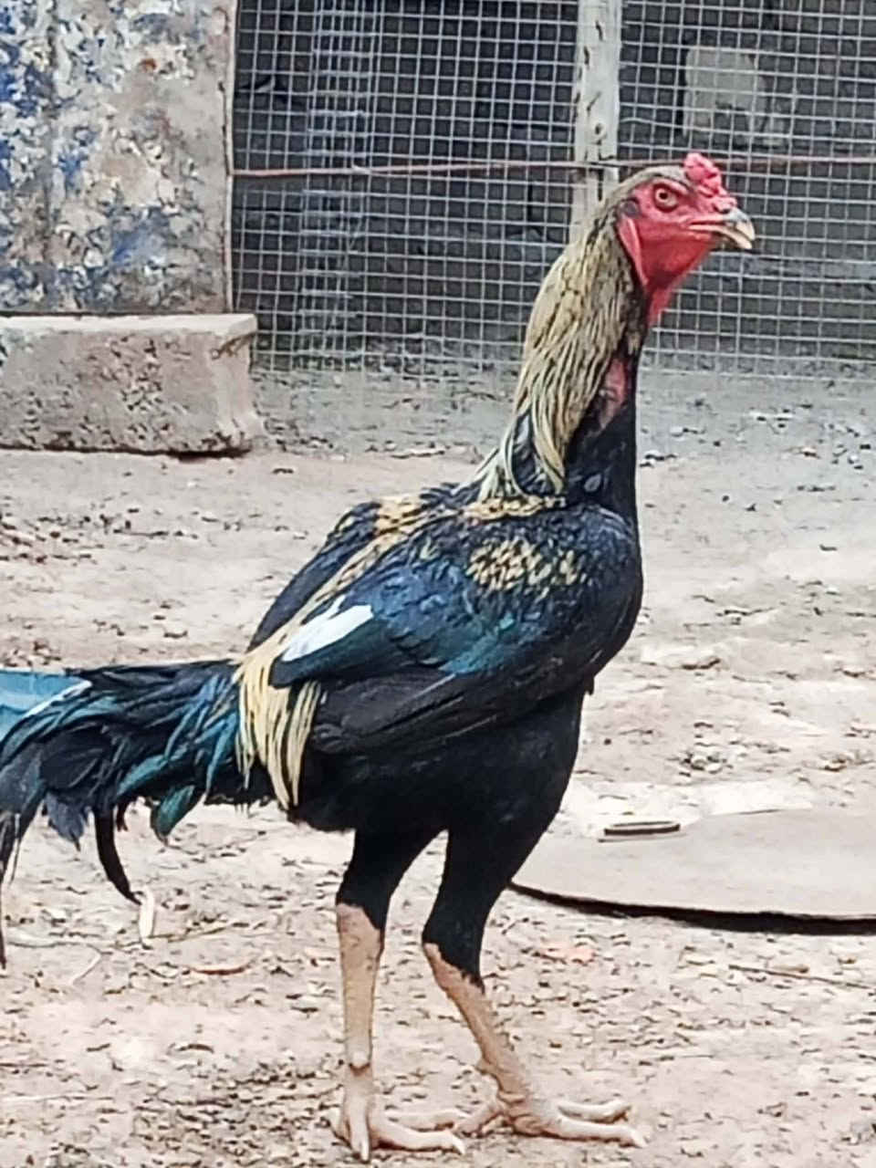 متاح ديك هراتي فول الفول شرط النضافه والصحه المكان ديالى المقدادية الهارونيه العباره السعر المطلوب 50 وبي مجال قليل او يرجى الاتصال بصاحبه على الرقم ***********
