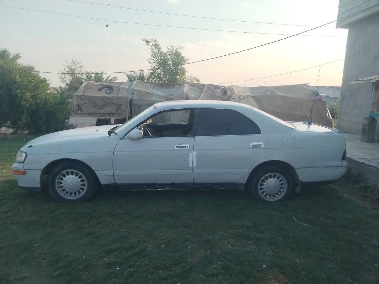 بطه • تفليش • مكلف