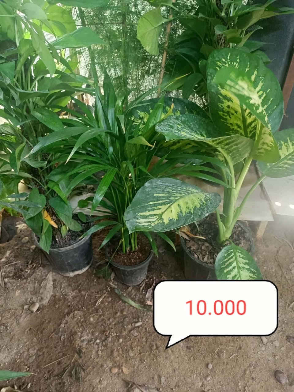 🌿 مشتل الجمعية 🌿
🌱 تم بعون الله تعالى وصول وجبة جديدة من النباتات الظلية 🌱

🌿🌿 متوفر لدينا تشكيلة متنوعة من النباتات 🌿🌿
📍 العنوان:
الدجيل – الجمعية – خلف الدفاع المدني

📞 للاستفسار والحجز:
***********
📱 واتساب متوفر

🚚 توجد لدينا خدمة توصيل داخل الدجيل
