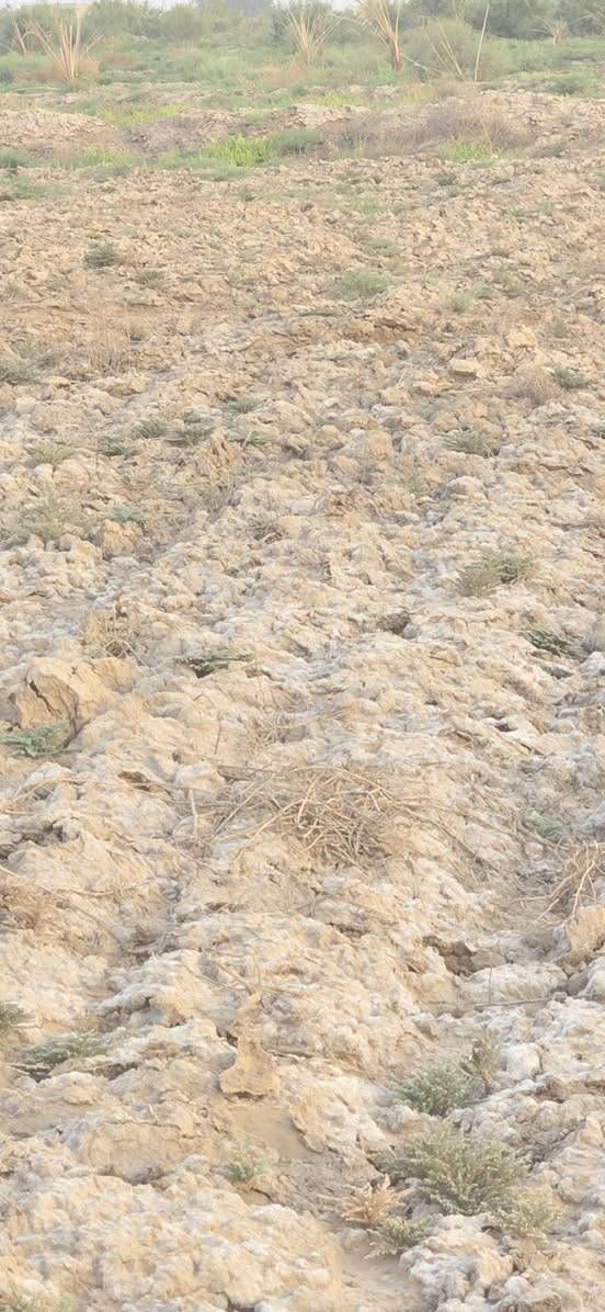قانون ١١٧ • المزبانيه • ١٤٨ دونم