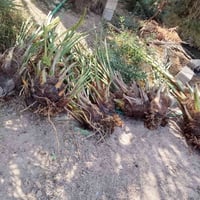 فسائل شويثي • اصفر • درجة أولى