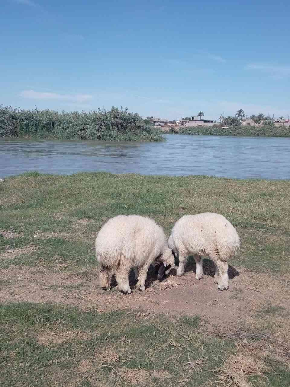 فطايم • النصاحة • سمان