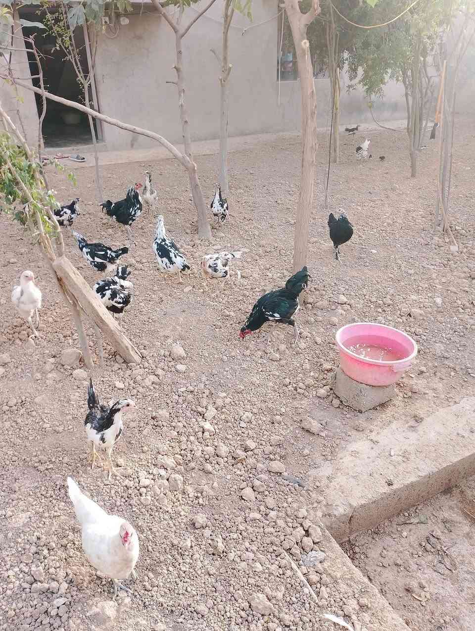 دجاجات • دجاجات بياض