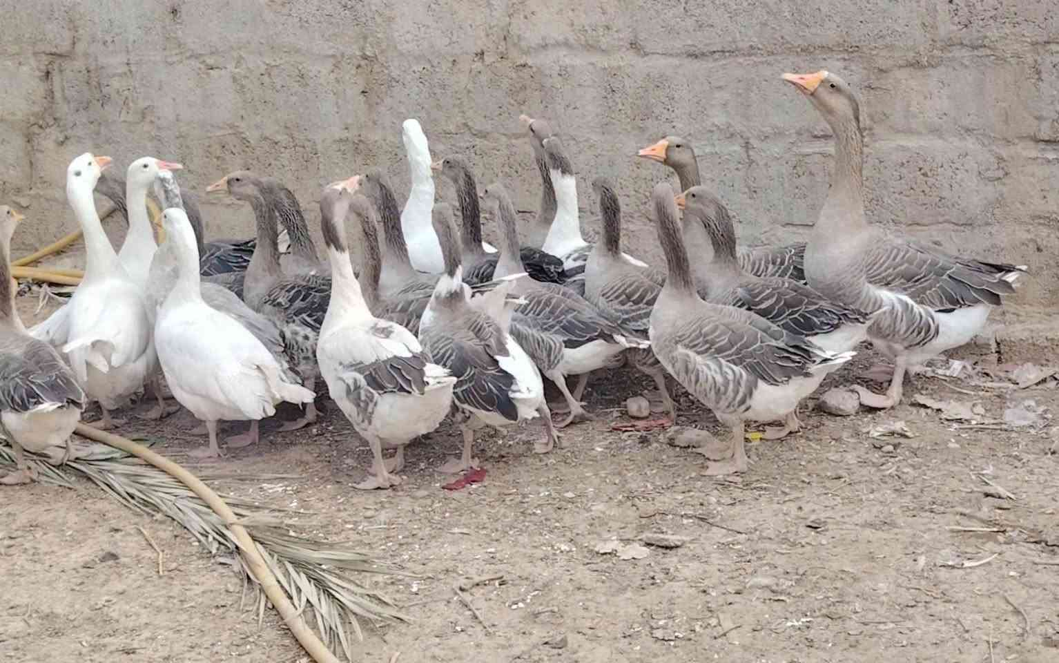 العدد ٣٠ • سعر شلع