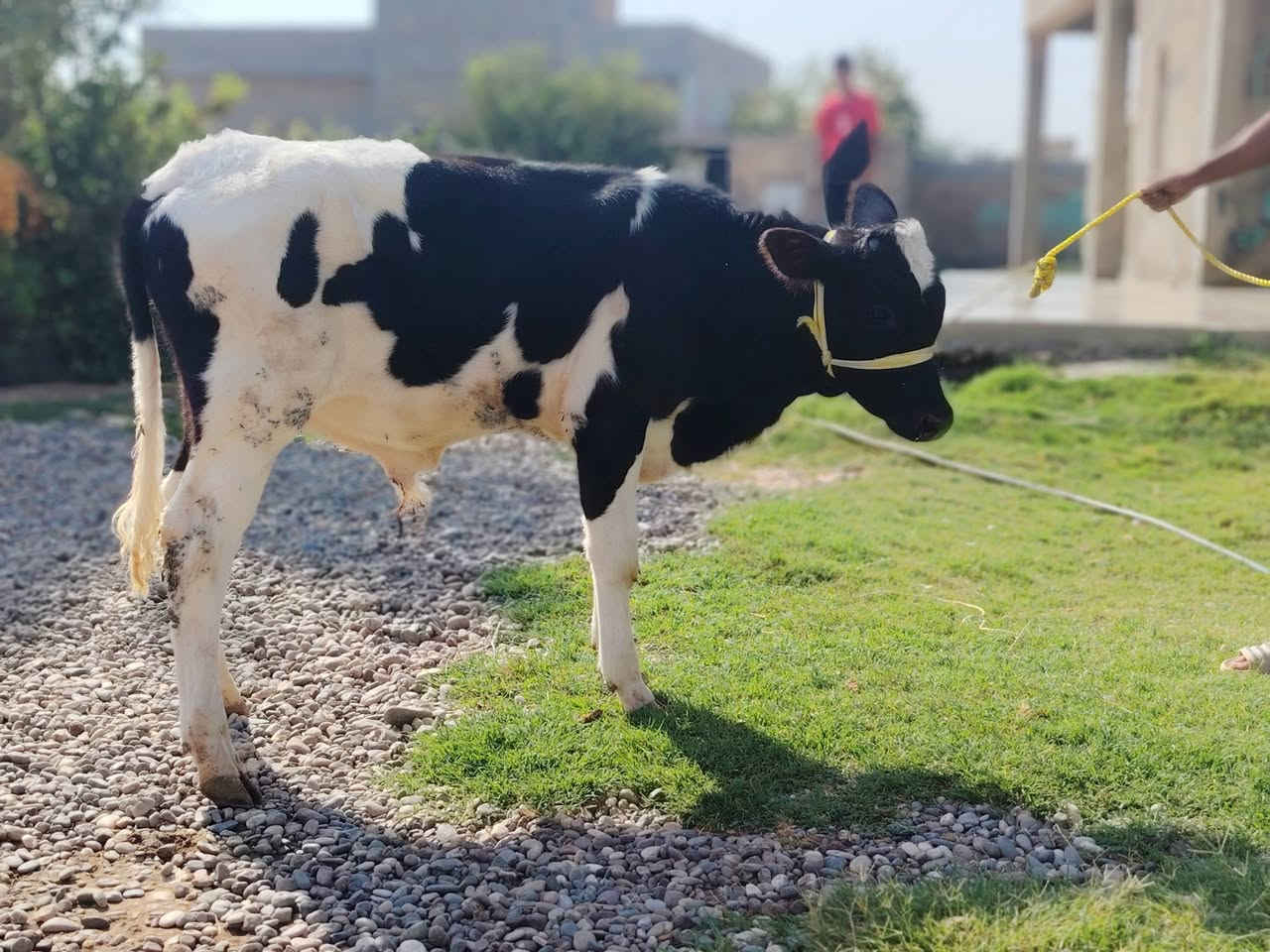 اللهم صلي على محمد وآل محمد 🌺
بقره والده ورها حولي زراعي بكدها بيها صراف شهر ونص حليب خير من الله وشرط الدسامه مكفله على كل عيب كافت شروط الجني للاستفسار الاتصال على الرقم 
*********** ملاحضه يرهم مراوس بحلال العنوان الشرقاط قرية سديره سفلى

