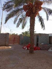 بيت ومشتمل • قرية سيد حسين • ٣ غرف