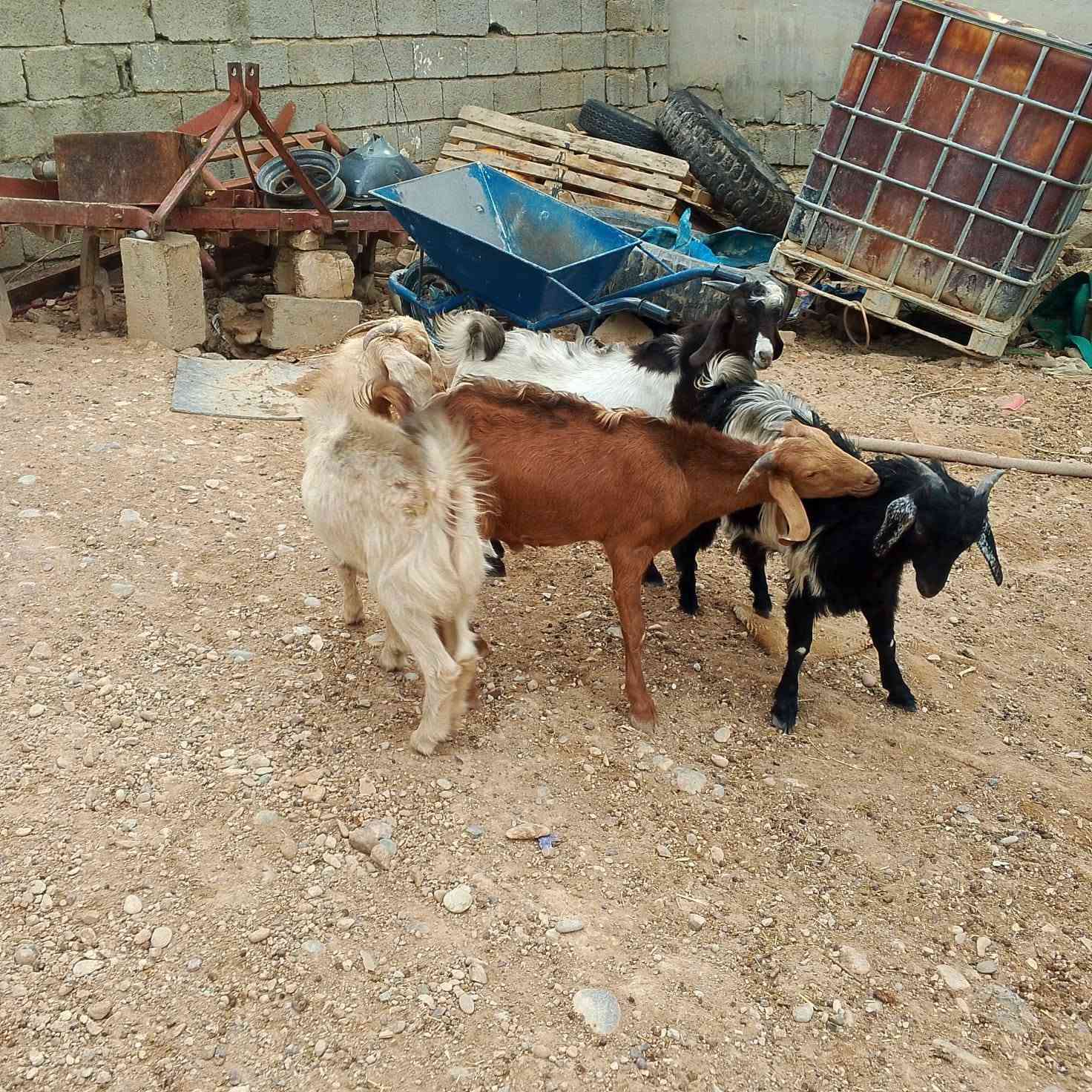 صخول • عدد ٧ • للبيع