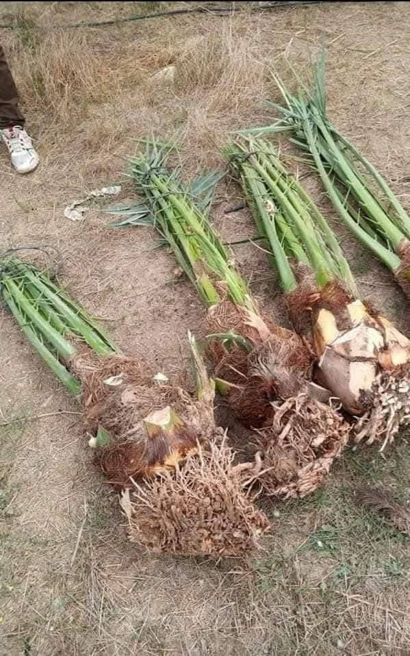 نخيل برحي • مكتوم • توصيل محافظات