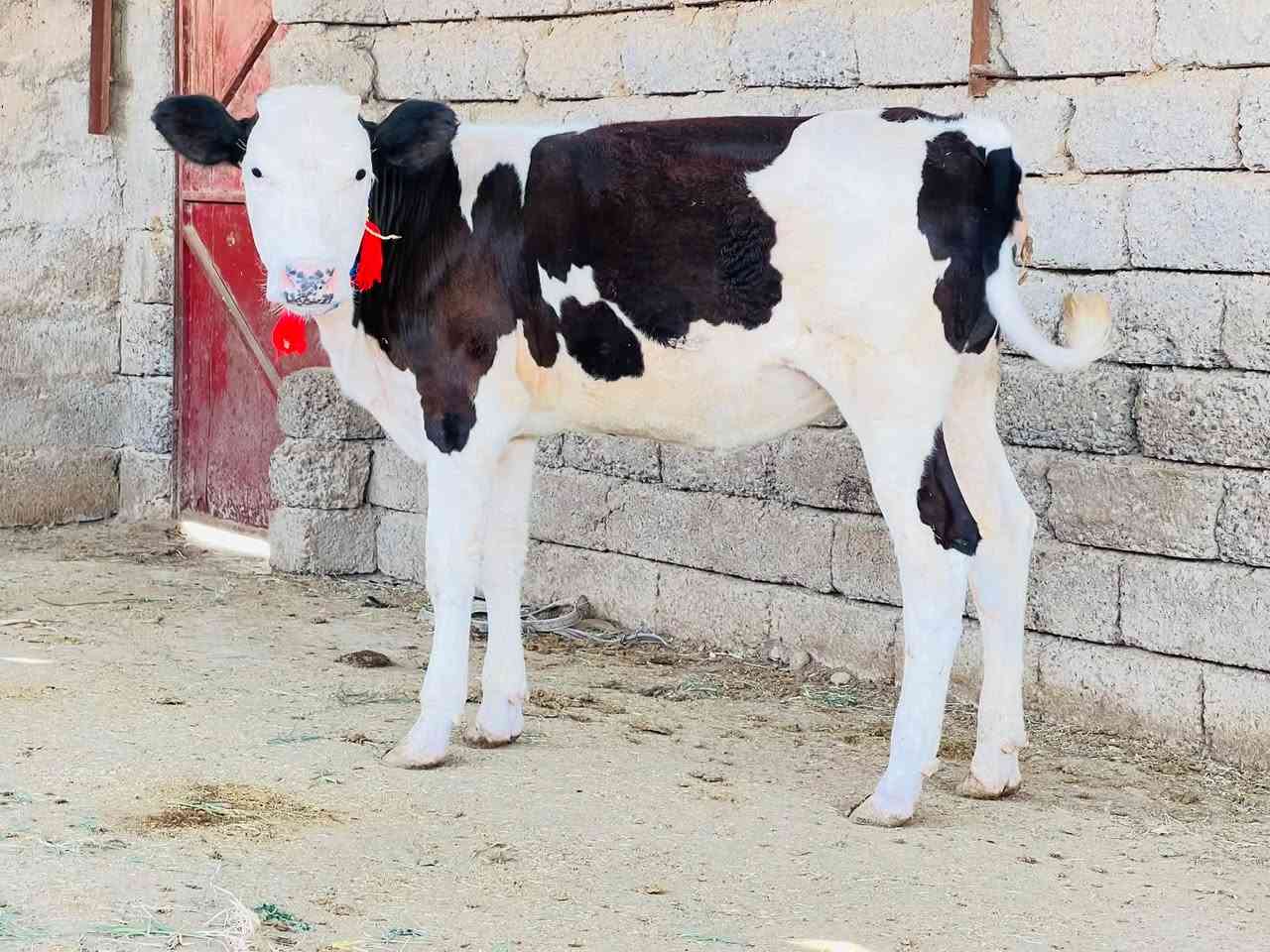 بسم الله ماشاء الله بجر سمتال اصليه حره ماتجي كل يوم من حض الجناي صوره من حلاته نخبه عريضه مريوفه حلال درجى اولى ول مايعرف قيمت الحلال لا يخابر نصاحه فول دكاكه مال اجل وبسعر مناسب المكان الشرقاط الخضرانيه الاتصال على الرقم ***********//ملاحضه توصيل موجود حسب الاتفاق
