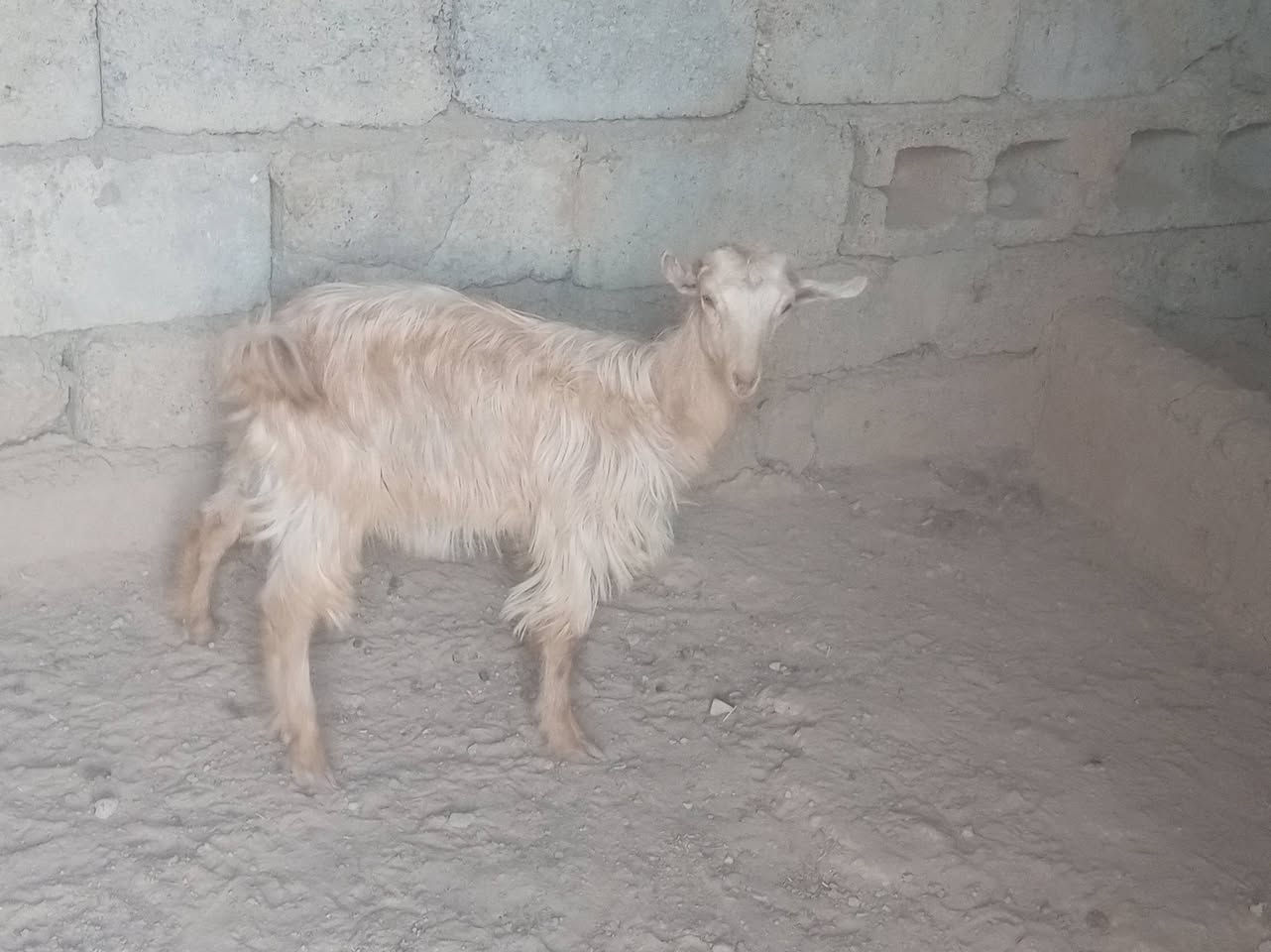 صخله • حلوه • نصاحه فول