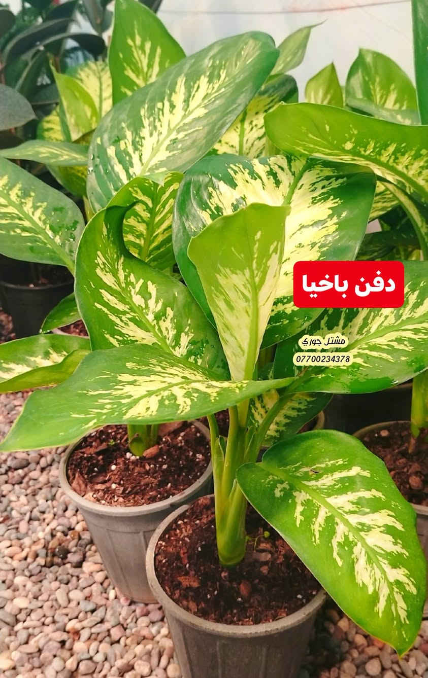 #على_بركة_الله_وتوفيقه 🌳🌳
وصول وجبة جديدة و مختلفة من النباتات الداخلية ظلية 👍🌳♥️

بانسب الاسعار و افضل الانواع 👍🌳❤️

مشتل جوري 🌳🌳

للأستفسار مراسلة الصفحة أو الاتصال على الرقم *********** + واتساب 

زورونا على عنواننا التالي 🍂🌸
صلاح الدين المجمع الدور السكني سوق الرابع
 مقابل مدرسة الريان // شارع قبل مدخل المدير العام 🌳🌳
