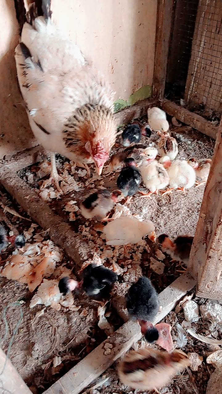 دجاج • ١٥-١٦ • مسيب