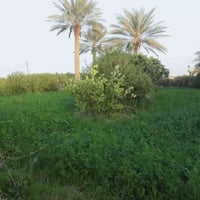 طريق سيد صبر • ١٠٠٠م • مباشر على تبليط