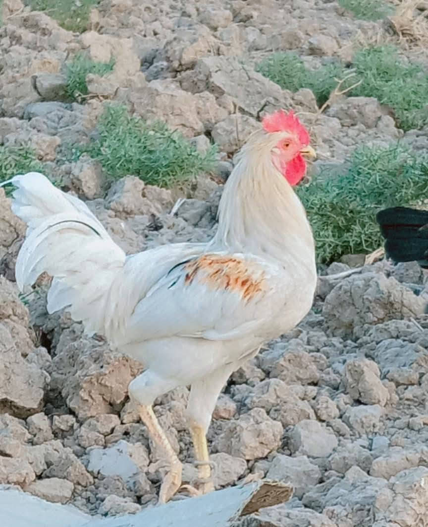 دجاج عرب للبيع ديوجه فقط نوع شمسي ماخذ جميع اللقاح العدد اكثر من عشرة سعر المفرد15 وذا كلهم بيهم مجال للشراء الاتصال ع الرقم ***********
