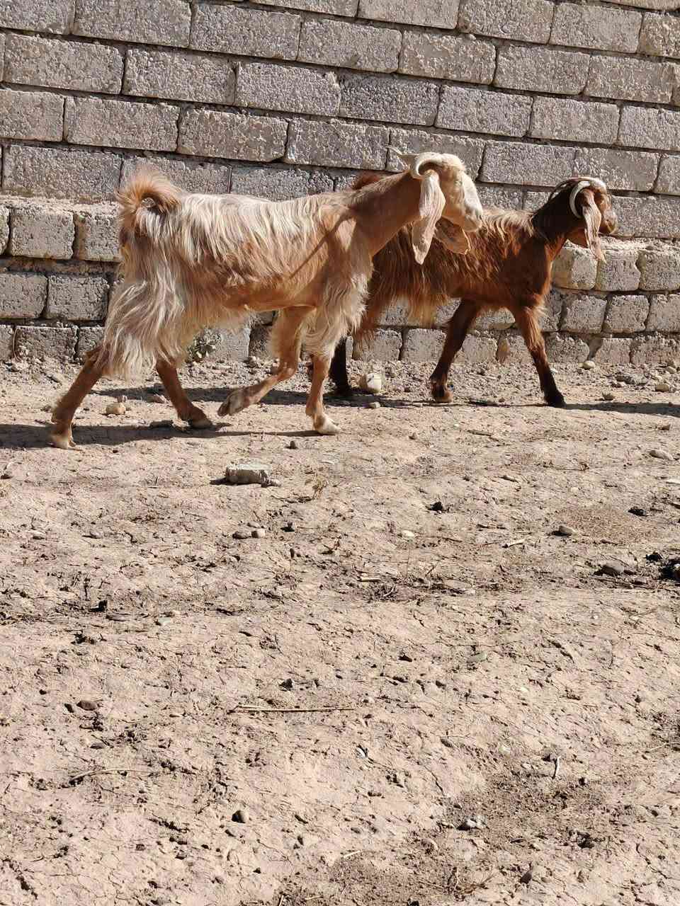 معز • ٤ راس • الشرقاط
