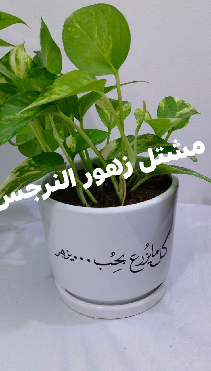 مشاتل زهور الندى • شتال نرجس • توصيل كل المحافظات