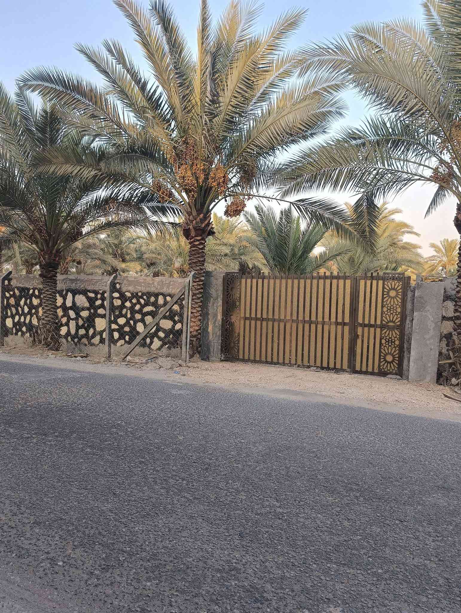 سند ٢٥ • واجهة ٤٠م • نخيل وحمضيات