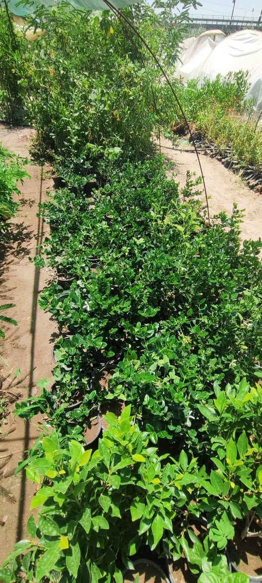 يتوفر لدينا نبات الكاريزيا المثمر شرط الاثمار كميات كبيرة خير من الله للحجز والاستفسار مراسلة الصفحه أو الواتساب ***********
