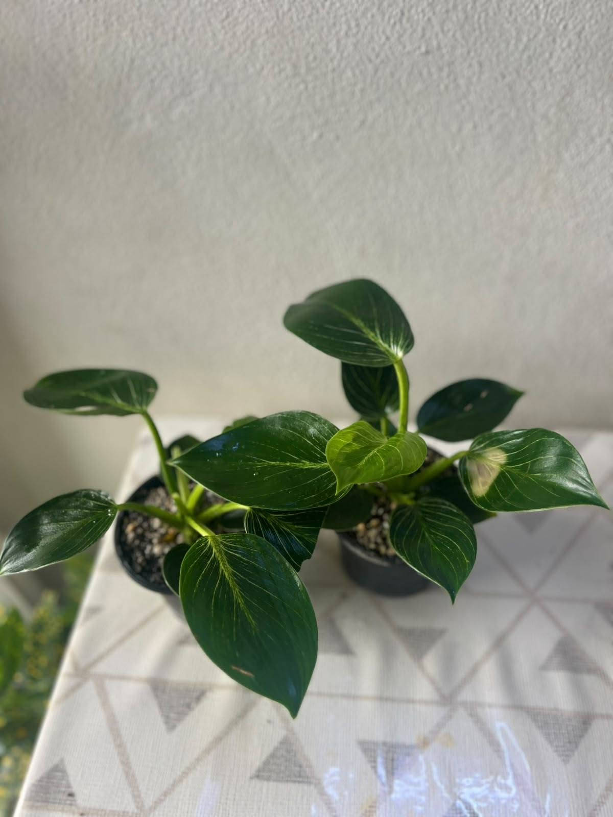 🌱 ضيف الطبيعة والمظهر الأنيق لبيتك! 🌱

​وصل حديثاً: نباتات جديده  أصل هولندي 🇳🇱

كثافة عالية، خضار يفتح النفس، ونشاط وصحة تامة للنبات! 💚
​✨ النباتات 🌿🌿🌿
​يضيف لمسة ديكور راقية وفاخرة للمنازل والمكاتب.

​سهل العناية ويضيف طاقة إيجابية على المكان.

​📍 الموقع: الموصل - البلديات (قرب صيدلية ركن العناية)

🛵 خدمة التوصيل: متوفرة لجميع مناطق الموصل.

​📥 للطلب أو الاستفسار: يرجى مراسلتنا عبر رسائل الصفحة، أو التواصل مباشرة عبر الواتساب:
📱 [***********]

tiktok.com/@313_k27.   👈  رابط تيك توك 

متابعه ومشاركه للصفحه ليصلكم كل ما هو جديد 

#فيلوديندرون #لبلاب_متدلي #نباتات_هولندية #نباتات_زينة #نباتات_داخلية #عشاق_النباتات #ديكور_طبيعي
