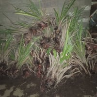 نخل شويثي • ٤٠