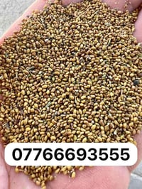 بذور جت • شرط الطلع • توصيل