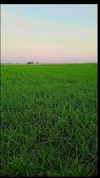الصويره الرحمانيه • ٥٠دونم • طابو زراعي مستقل