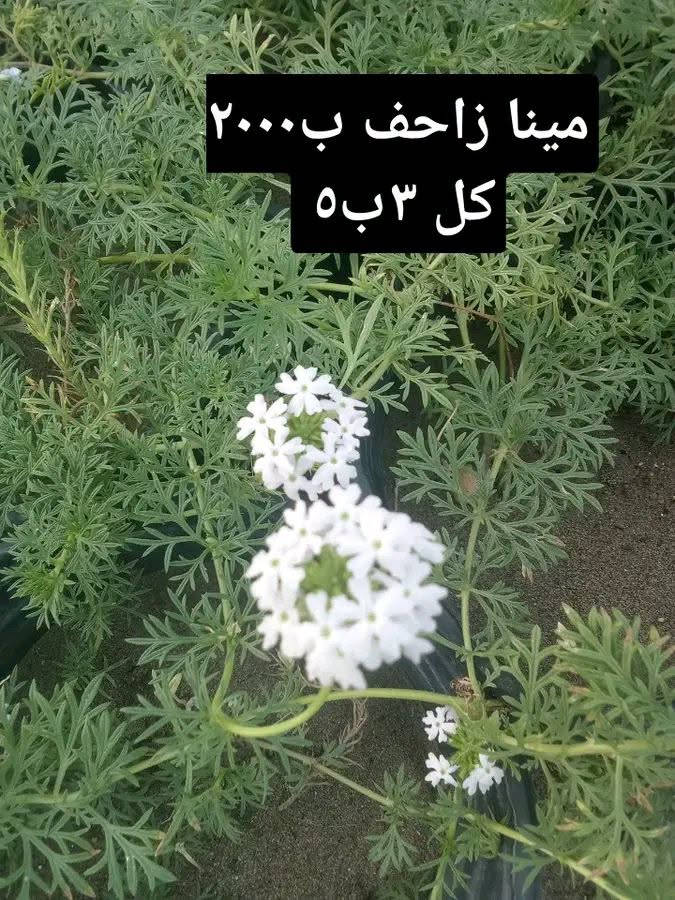 العروض متوفرة
التوصيل داخل بغداد فقط 
للطلب*********** واتساب

نص مكتوب في الصور:
- عفص ٢٠٠٠
- كل ٣ ب ٥
- بتونيا قزمي ب ٢٠٠٠ كل ٣ ب ٥
- مينا زاحف ب ٢٠٠٠ كل ٣ ب ٥
- شمشار اصفر ب ۲۰۰۰ كل ۳ ب ۵
- 6 سباركس ب ه