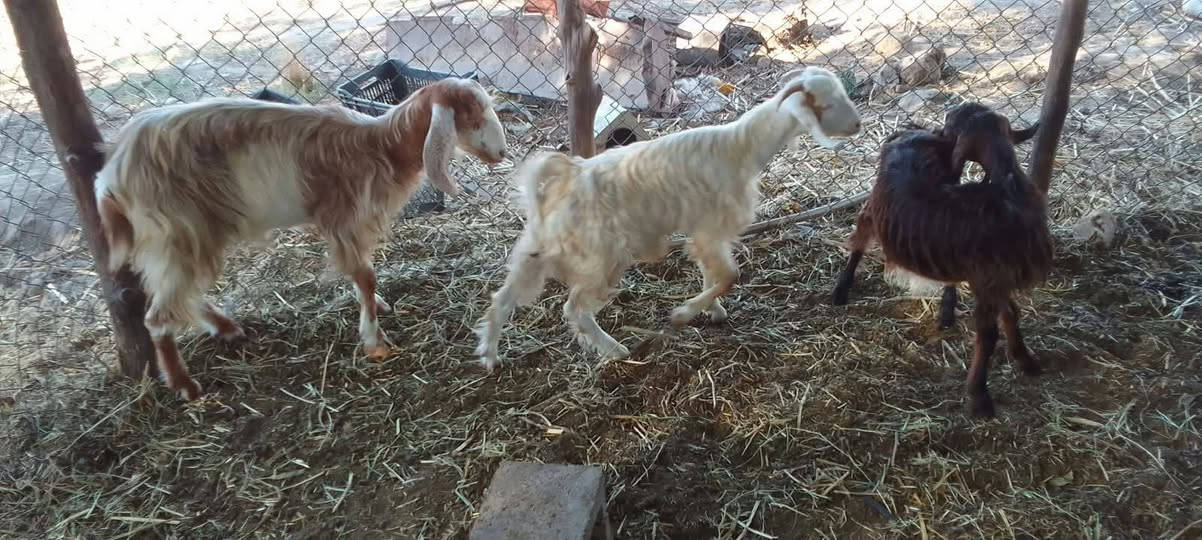 سخلة مطفل • صخلة وجدي • ام شعيفه