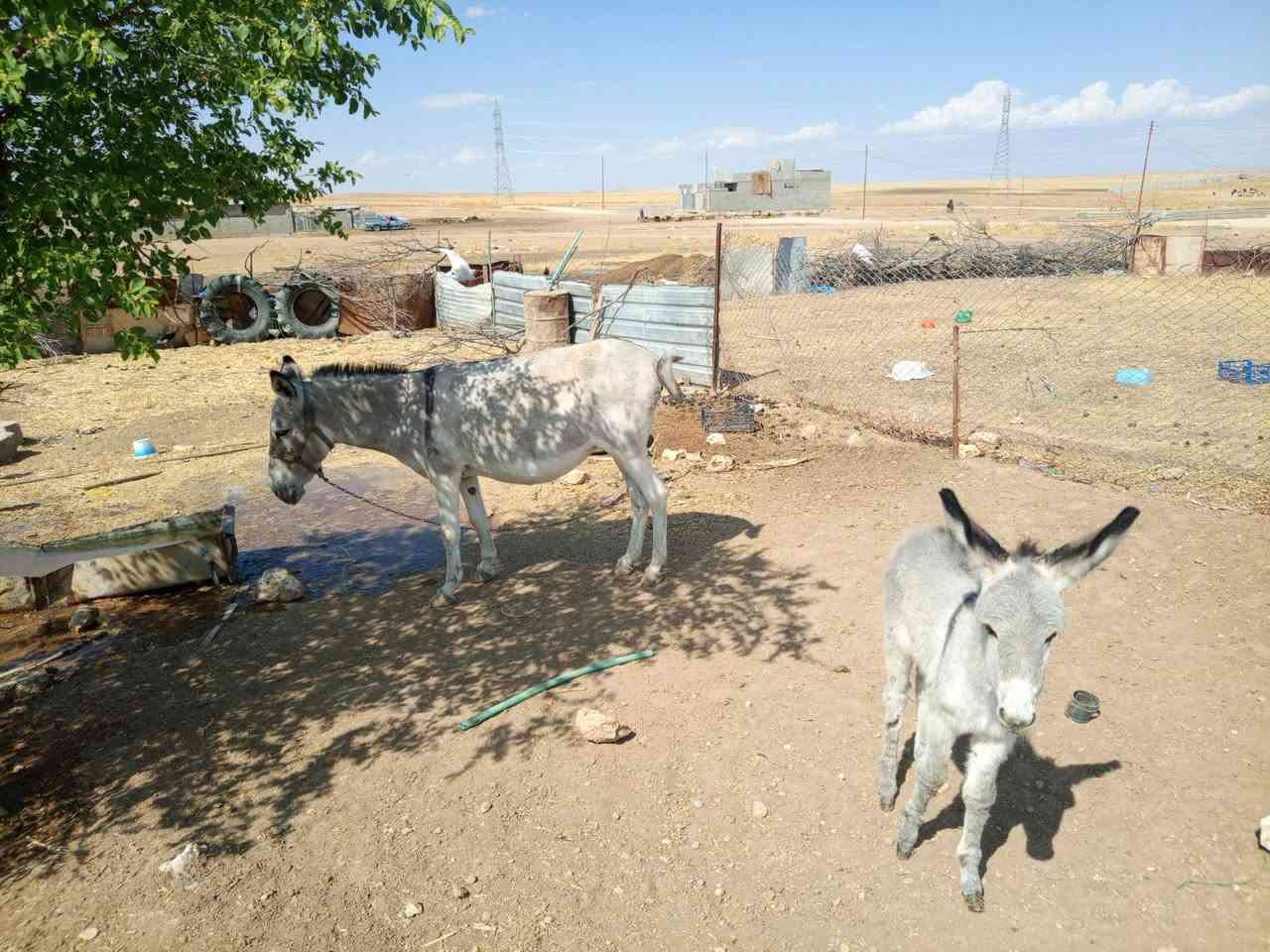 الجحش للبيع/***********---***********
