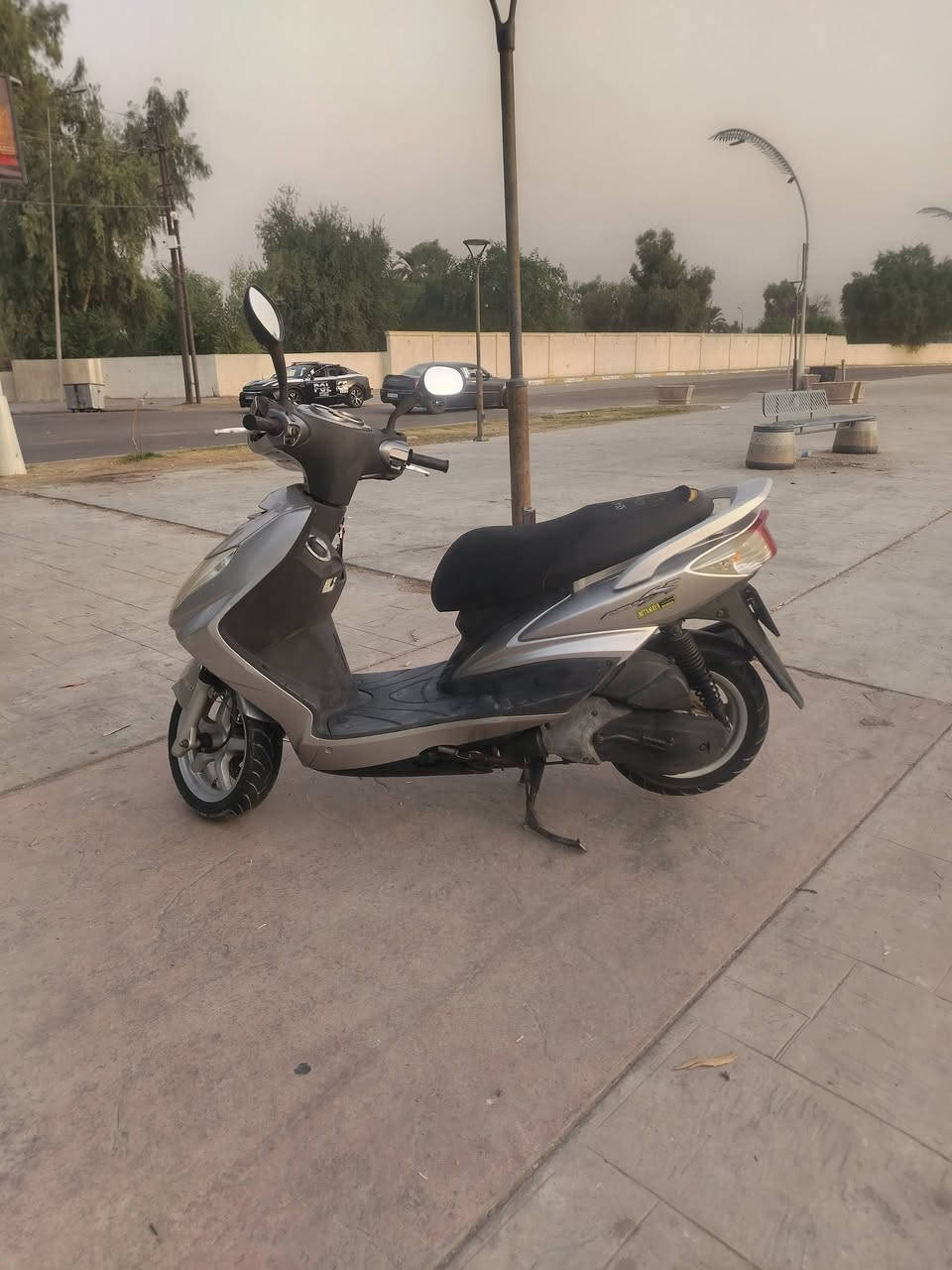 سكنس فحل • اوراق كاملة • ما مفتوح
