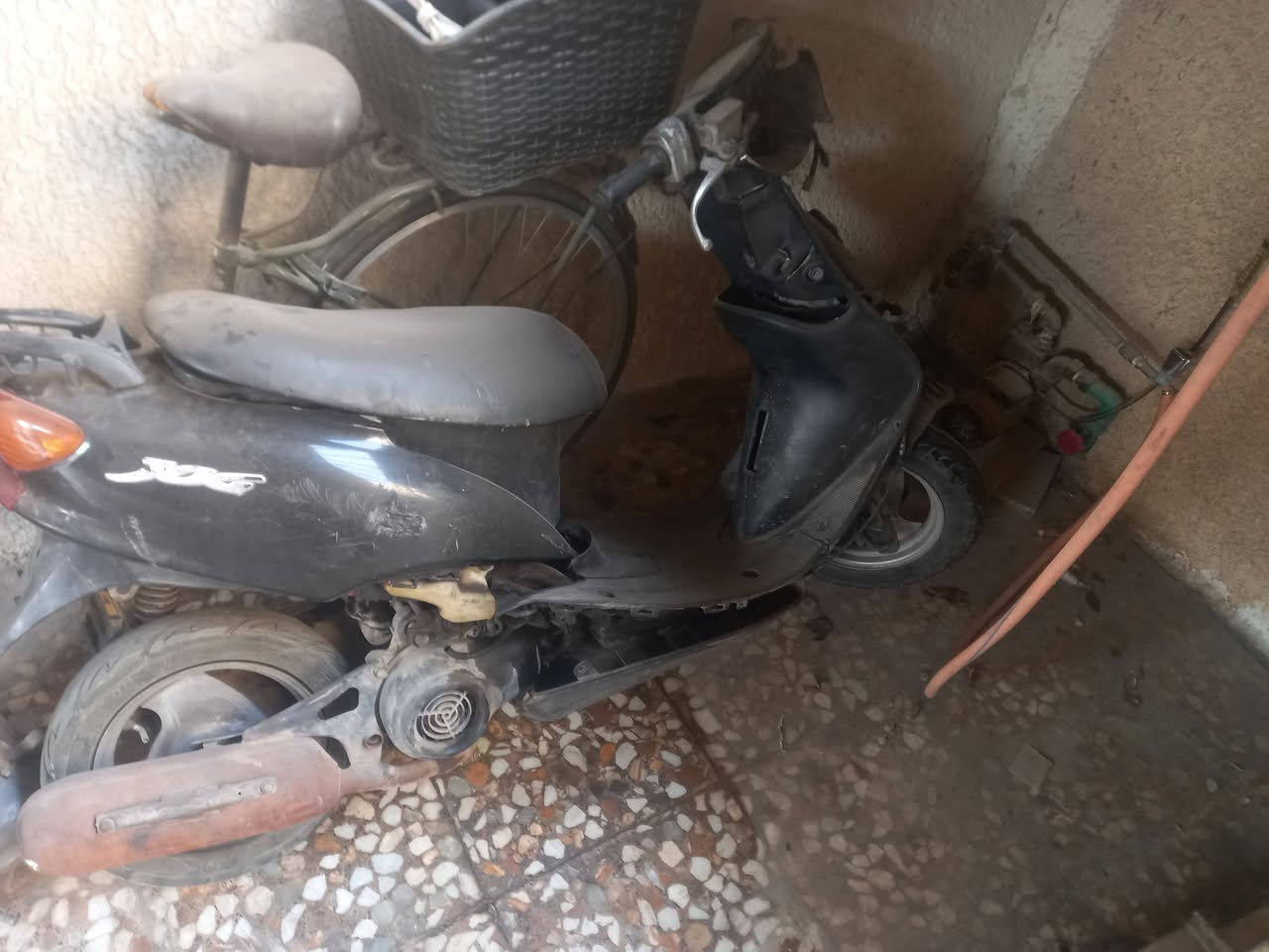 عصفوريات • كاملات • تحتاجن ترتيب