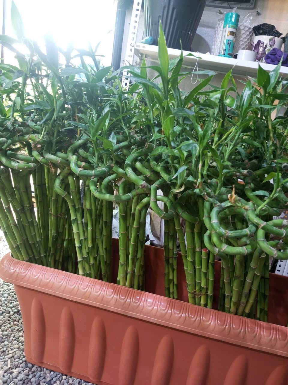 🌿 ليش تختار مشتل الظلال؟ 🌿

لأن مشتل الظلال مشتل متكامل يوفر لك كل ما تحتاجه لحديقتك ومشروعك الزراعي في مكان واحد 🌱

🌳 أشجار ونباتات متنوعة
🌹 ورود ونباتات زينة
🧱 طابوق ومقرنص للحدائق
🛠️ العدد والمستلزمات الزراعية
🌱 وكل ما تحتاجه لتنسيق وتجميل حديقتك

بدل ما تتعب وتدور… كل احتياجاتك تلقاها بمكان واحد ❤️

🌿 مشتل الظلال… كل ما تحتاجه لحديقتك تجده عندنا 🌿

📍 الموصل – ناحية القيارة – قرية الحود – الشارع العام – مقابل الحود مول
للاستفسار ***********
متوفر توصيل الى جميع محافظات العراق 
جمله ومفرد
