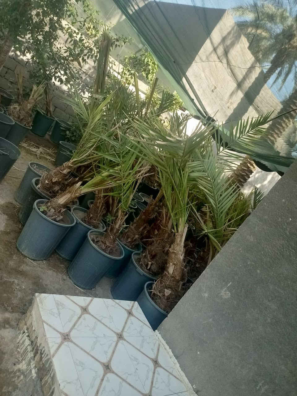 سلام عليكم يوجد لدينا فسال برحي ومكتومي وقرفلي مجهول جبجاب مجهول بريم بلكه او جميع انواع الفسال
***********

سلام عليكم يوجد لدينا فسال برحي ومكتومي وقرفلي مجهول جبجاب مجهول بريم بلكه او جميع انواع الفسال

سلام عليكم يوجد لدينا فسال برحي ومكتومي وقرفلي مجهول جبجاب مجهول بريم بلكه او جميع انواع الفسال
