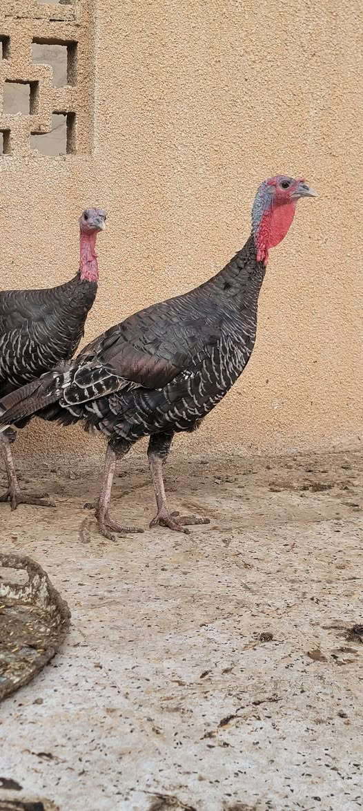 سيت • فسيفس • ٣قطع